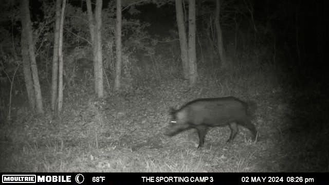 The Sporting Camp - Texas Hog Hunting