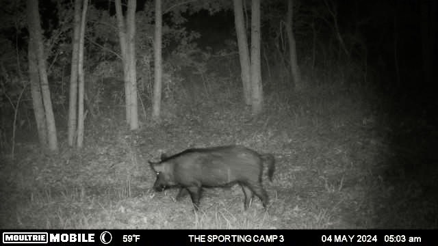 The Sporting Camp - Texas Hog Hunting