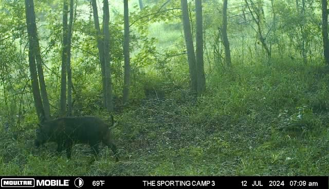 The Sporting Camp - Texas Hog Hunting