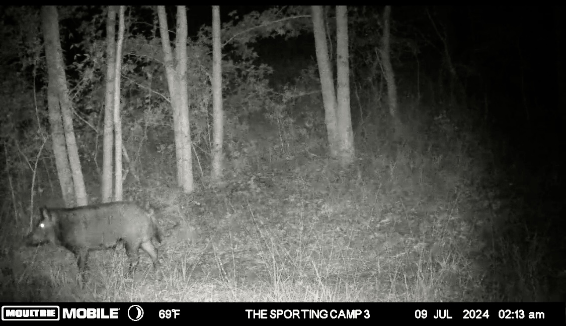 The Sporting Camp - Texas Hog Hunting