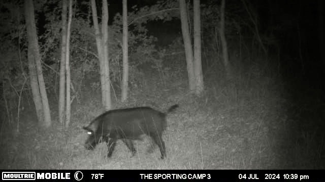 The Sporting Camp - Texas Hog Hunting