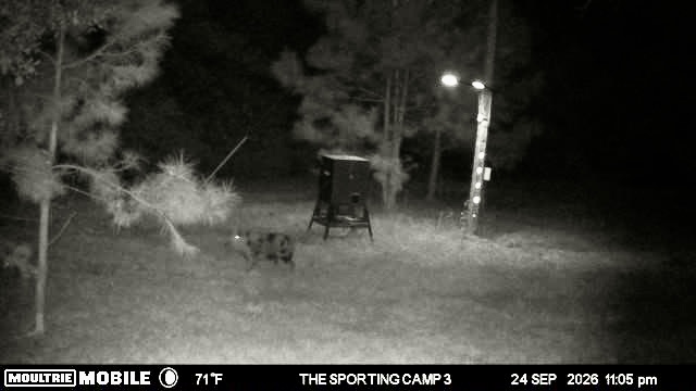 Latest trail camera photograph from The Sporting Camp