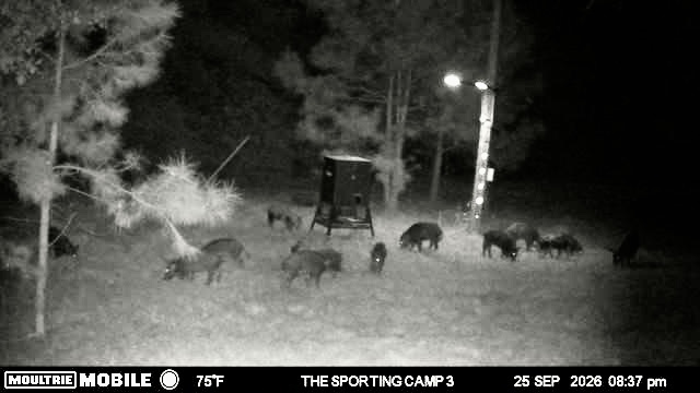Latest trail camera photograph from The Sporting Camp