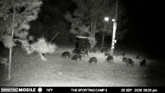 Latest trail camera photograph from The Sporting Camp