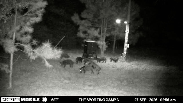 Latest trail camera photograph from The Sporting Camp