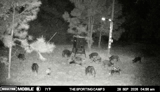 Latest trail camera photograph from The Sporting Camp