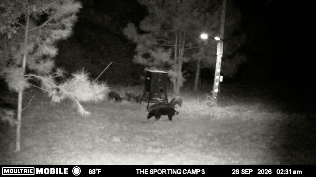 Latest trail camera photograph from The Sporting Camp