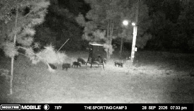 Latest trail camera photograph from The Sporting Camp