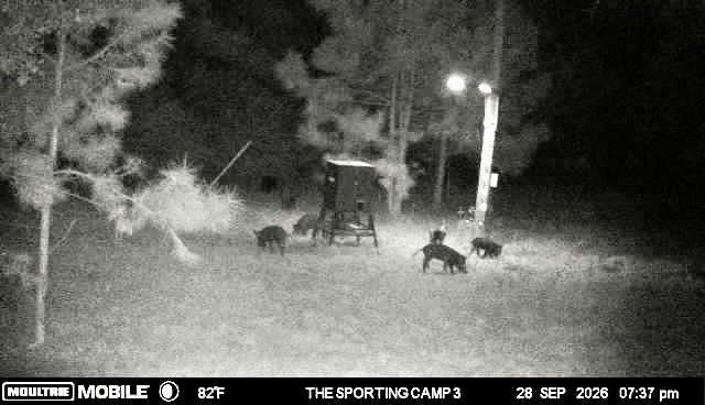 Latest trail camera photograph from The Sporting Camp