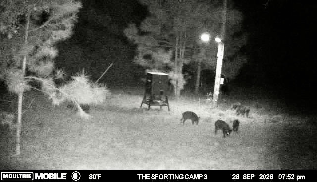 Latest trail camera photograph from The Sporting Camp