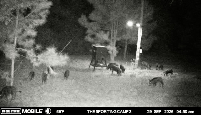 Latest trail camera photograph from The Sporting Camp