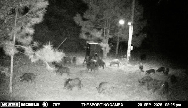Latest trail camera photograph from The Sporting Camp